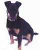Jagd Terrier